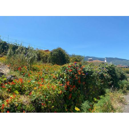 Sprzedaż - Nieruchomości - Land - La Matanza de Acentejo 1