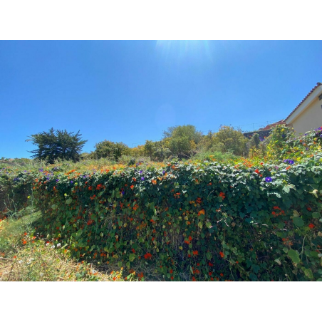 Sprzedaż - Nieruchomości - Land - La Matanza de Acentejo 1
