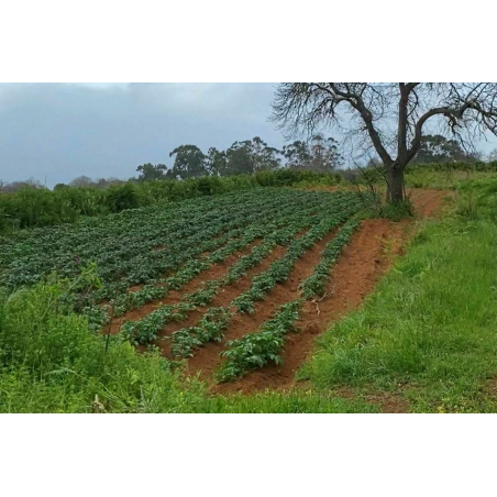 Sprzedaż - Nieruchomości - Land - La Matanza de Acentejo 2